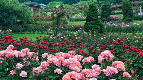 International Rose Test Garden Portland Oregon Garden And Modern