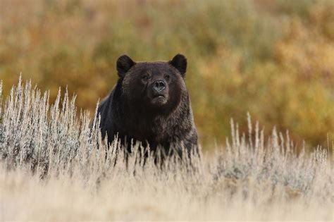 Yellowstone Grizzly Bears Back Under Endangered Species Protections