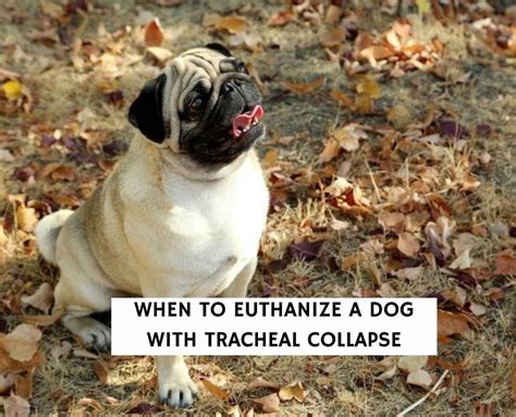When To Euthanize A Dog With Tracheal Collapse Vet Advice 2024 We