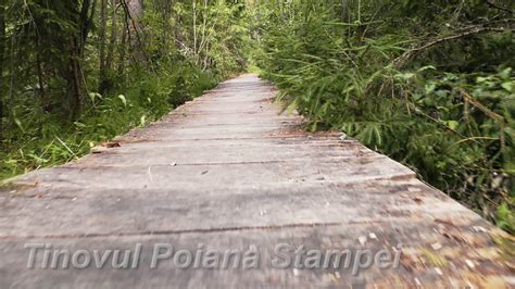 Use them in commercial designs under lifetime, perpetual & worldwide rights. Tinovul Poiana Stampei - YouTube