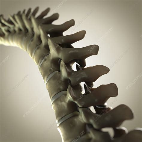 .bones are human and when they're animal, based on some primary differences in the skulls, torso bones this feature pulls the center of gravity back toward the spine, helping humans stand upright. Human Spinal Bones, artwork - Stock Image - C020/5835 - Science Photo Library