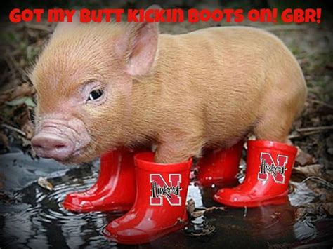 You Got Yer Boots On Animal Humour Cute Animals Baby Pigs