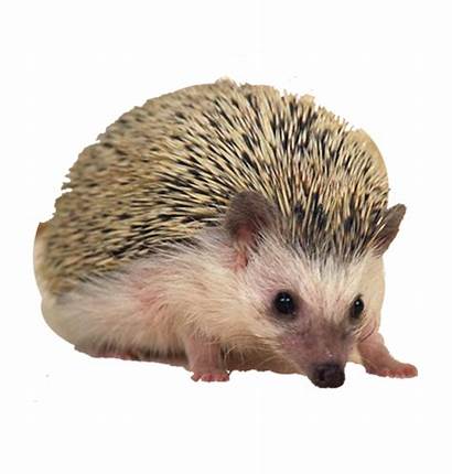 Hedgehog Sonic Porcupine European Hamster Transparent Pet