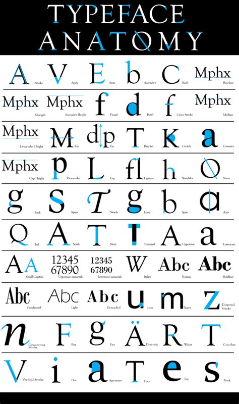 Typeface Anatomy By Alex Lang Via Behance Anatomy Of Typography Graphic Design Lessons