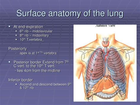 The lower border of the pectoralis major at its attachment corresponds to the fifth rib; PPT - Trachea and lungs PowerPoint Presentation, free ...