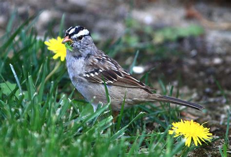 Juvenile White Crowned Sparrow Canon Forums