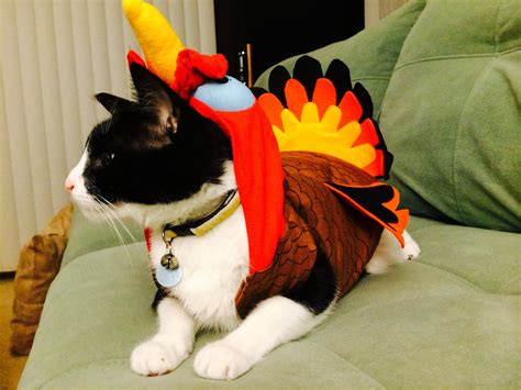 Cat In Turkey Costume Cat Meme Stock Pictures And Photos