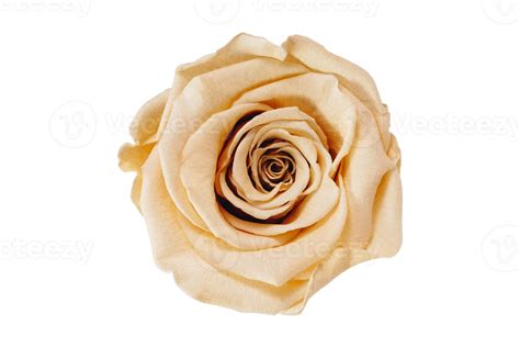 Free Beige Blume Isoliert Auf Ein Transparent Hintergrund 22219310 Png