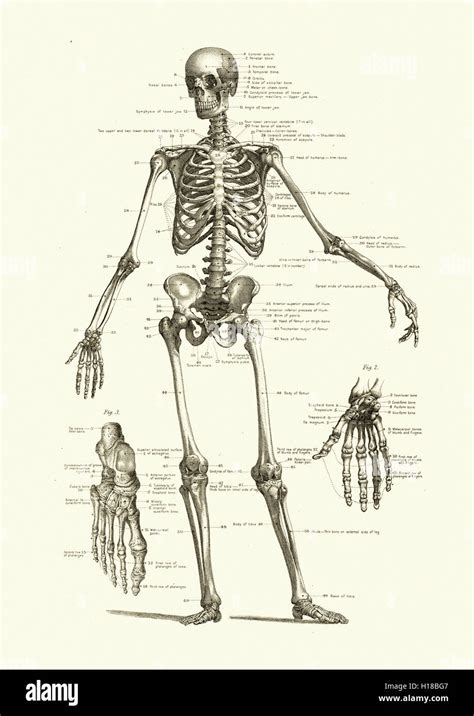 Scheletro Umano Che Mostra Le Ossa Del Corpo Foto Stock Alamy