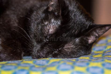 Sleeping Black Cat Stock Photo Image Of Sleeping Cute 40141322