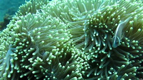 Morph The Skunk Clownfish Sheltering In A Giant Carpet Anemone Bali
