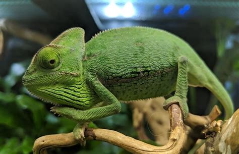 Veiled Chameleon Care Sheet Habitat Cage Set Up And Diet