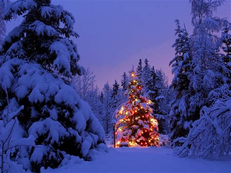 Christmas Christmas Tree Winter Snow Christmas Lights