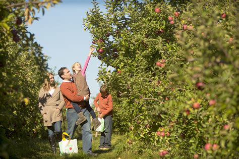 29 Orchards For The Best Apple Picking In New Hampshire 2023