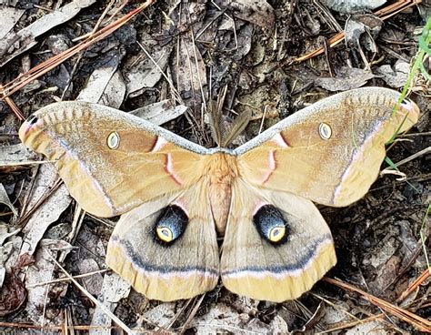 Moths Of North Carolina