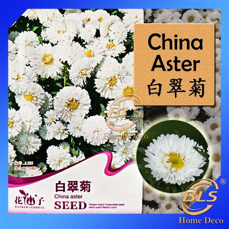 A283 China Aster Flower Goddess Vegetable Flower Fruit Herb Seed Biji Benih