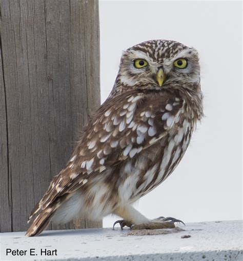 Little Owl Pehart Flickr