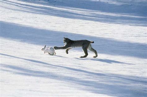 Funny Animal Funny Snowshoe Hare Pics