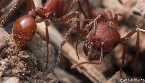 Red Harvester Ant Insect Macro Photos