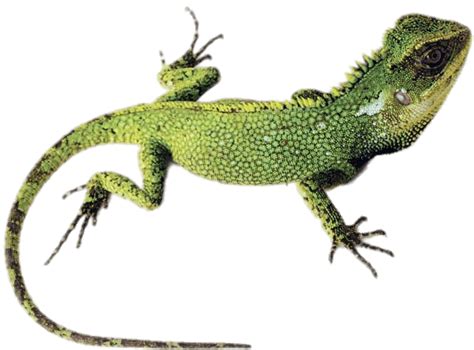 Green Lizard Transparent Png Stickpng