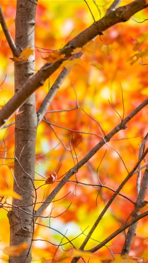 Red Yellow Autumn Leaves Tree Branches 4k Hd Autumn Wallpapers Hd