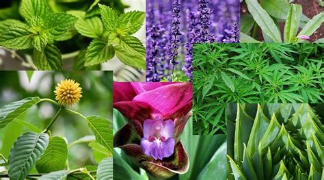 7 Of Natures Most Powerful Plants That Can Be Used For
