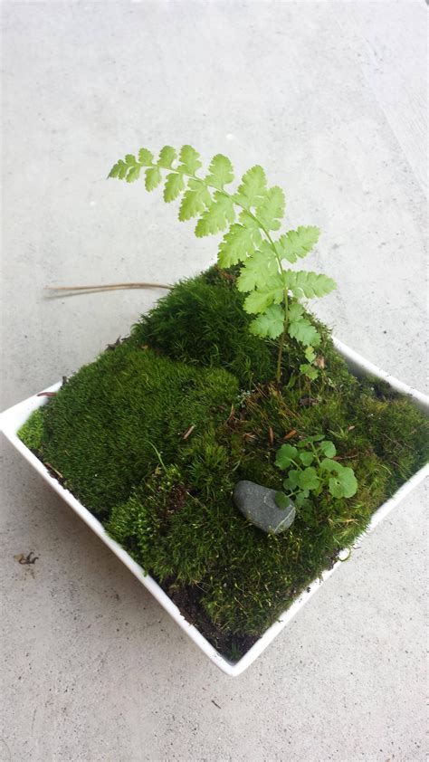 I Dont Really Know What Im Doing But I Made An Indoor Moss Garden