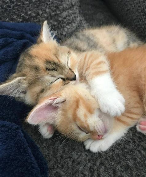 🧡🧡 Gatti Carini Cuccioli Di Lontre Gatti E Gattini