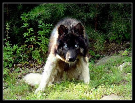 Agouti husky size is not any different from siberian husky, and it will also depend on how you feed him. Agouti Siberian Husky - SONDERGELD WORKING SIBERIANS ...