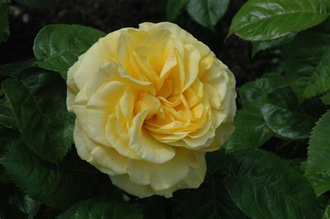 They are the perfect crisp, snacking apple and are. Happy Go Lucky Rose (Rosa 'WEKsirjuci') in Minneapolis St ...