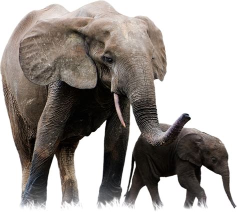 Elephant And Baby Picture Png Transparent Background Free Download