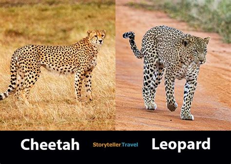 Cheetah Vs Leopard 14 Key Differences Speed Size Spots Storyteller Travel