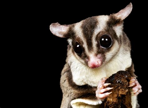 Place the cage on a large tray lined with bedding. Sugar Gliders - Telling Males from Females