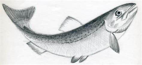 It's an easy way to draw catfish with a pencil. How To Draw A Fish