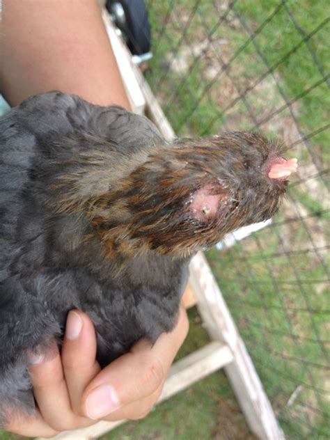 Chick With Bald Spot Backyard Chickens Learn How To Raise Chickens
