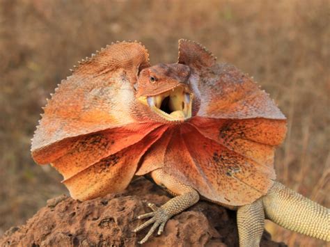 Frilled Lizards Have Different Colored Frills Based On Location And The Prey They Eat Reptiles