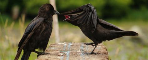 sulky ravens share their bad mood with their friends sciencealert