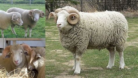 Dorset Horn Sheep Breed Everything You Need To Know