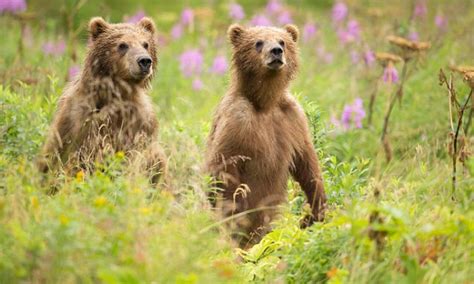 Extinct Giant Cave Bears Live On In The Dna Of Todays Brown Bears