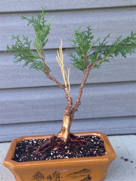 24 Thuja Occidentalis Bonsai Care Most Popular Hobby Plan