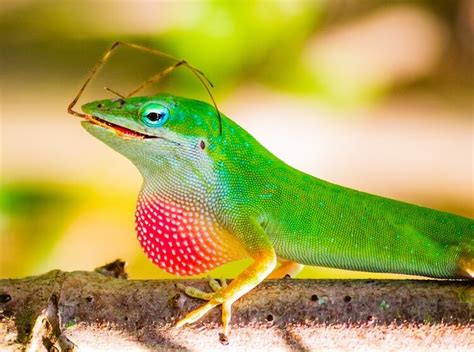 Green Anole Care Sheet Everything You Need To Know Everything Reptiles