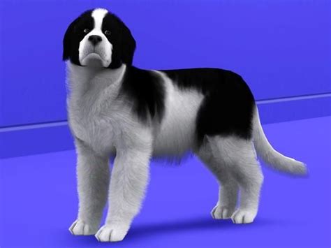 Lizarddaughters Landseer Newfoundland Sims Pets Sims 4 Pets Pets