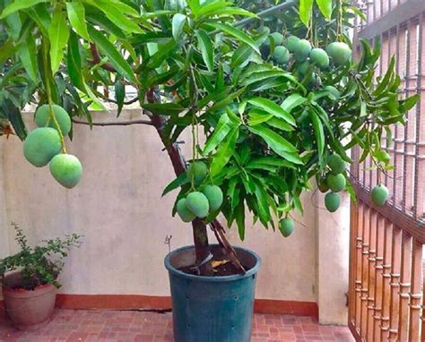 How To Grow A Mango Tree Inside Your Garden