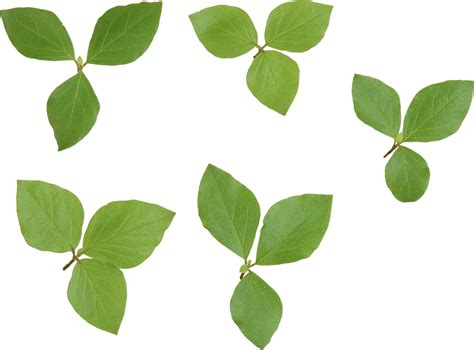 Collection Of Leaves Png Pluspng