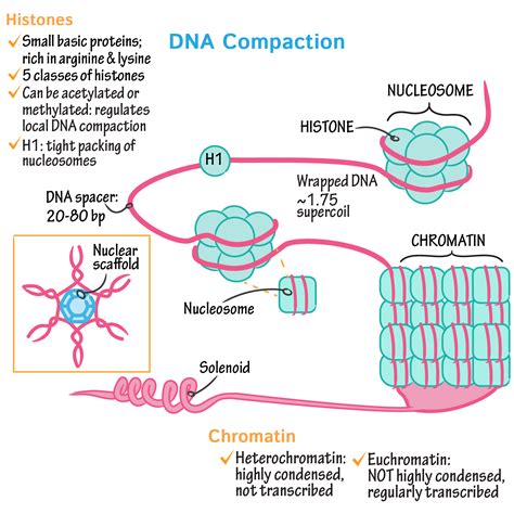 Dna Compaction Draw It To Know It Biochemistry Medical Laboratory