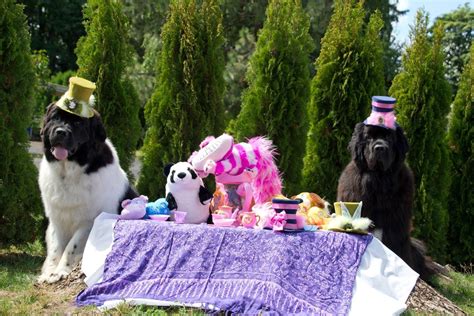 Check spelling or type a new query. Notta Bear Newfoundlands dogs wonderland birthday tea ...