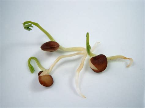 Vegetable Seed Germination Harvest To Table