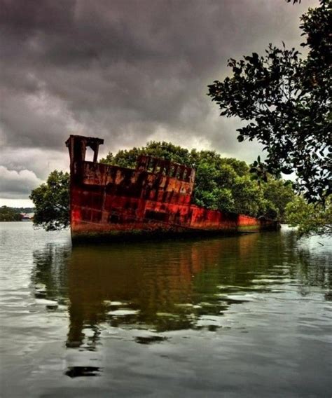Abandoned Ship Becomes A Floating Forest Abandoned Ships Abandoned