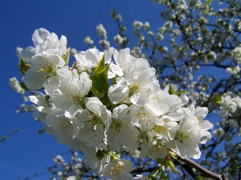 Free Images Branch Petal Spring Produce Cherry Blossom White