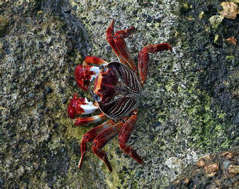 Cool Crab Photograph By Chris Delucchi Fine Art America